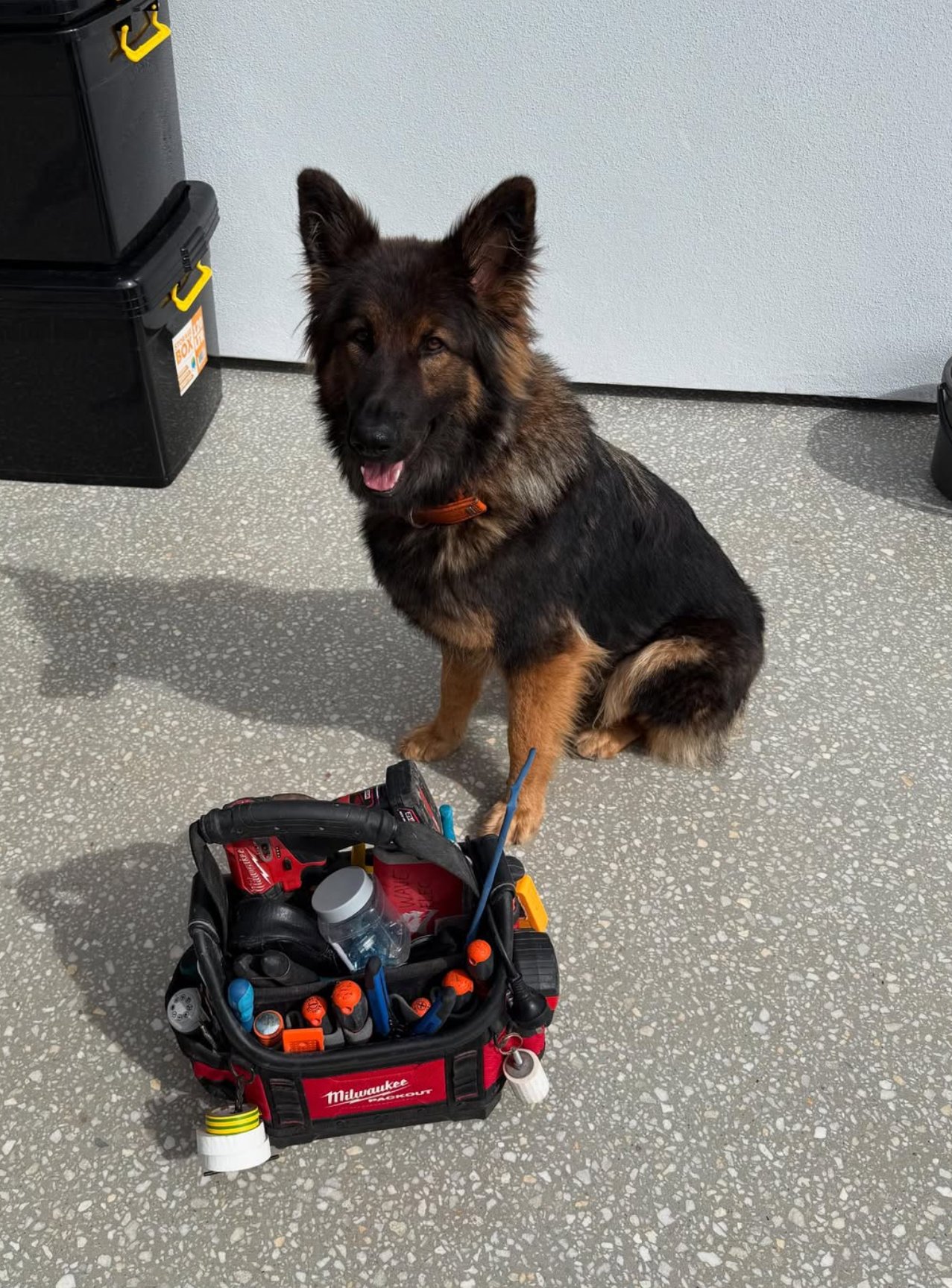 German shepherd with Milwaukee tool bag