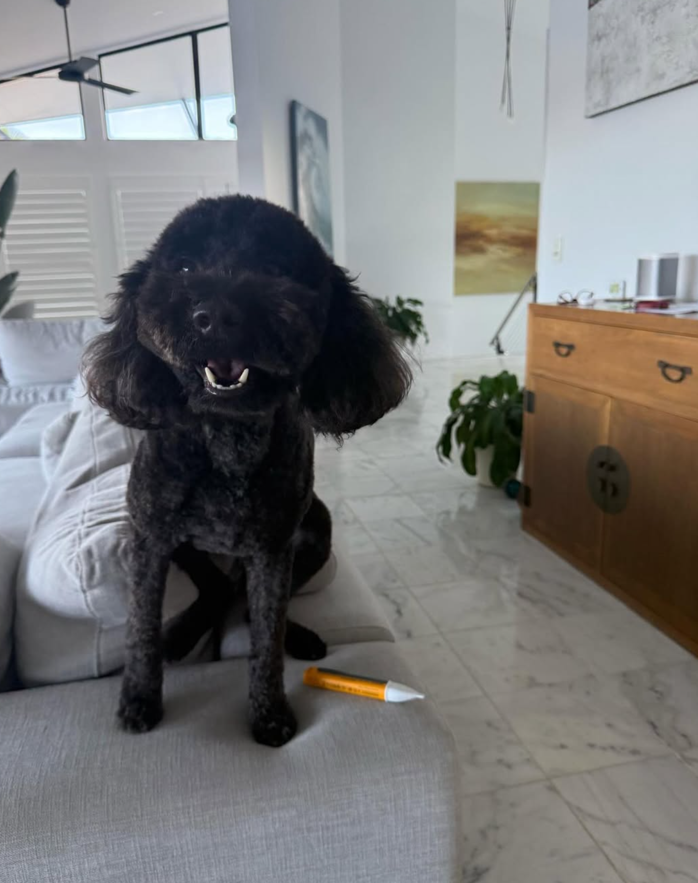 Poodle on site at a Wave Electrical job