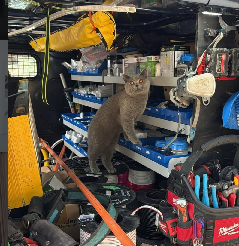 Cat making itself at home in the Wave Electrical van