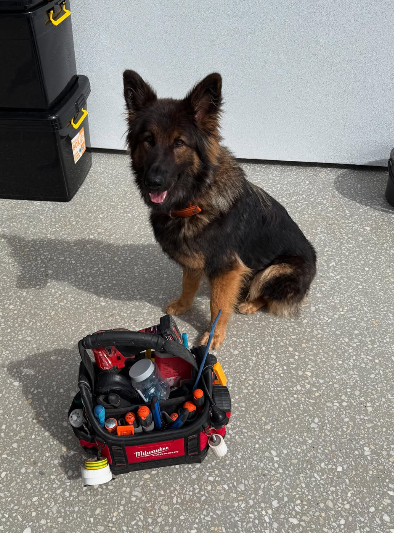 German shepherd with Milwaukee tool bag