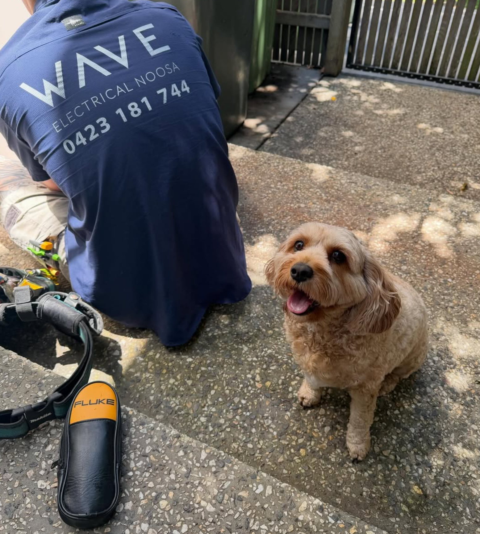 Friendly cavoodle supervising a Wave Electrical job